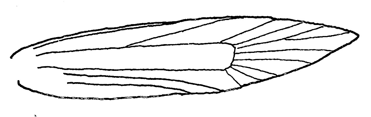 Forewing with venation of agonoxenid moth.